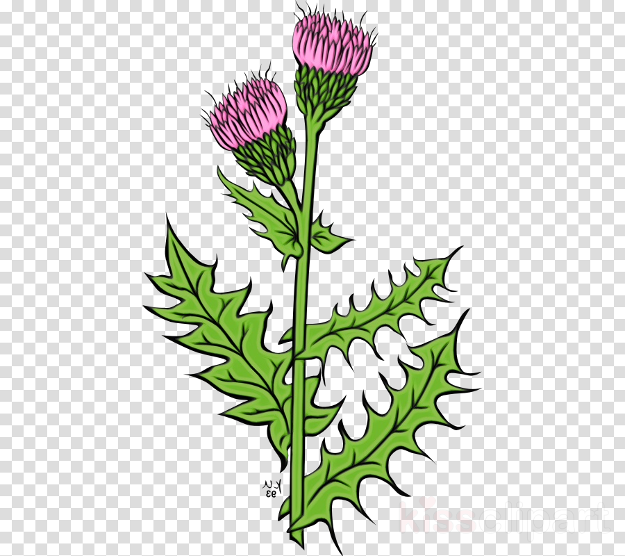 Free Thistle Cliparts Download Free Thistle Cliparts Png Images Free