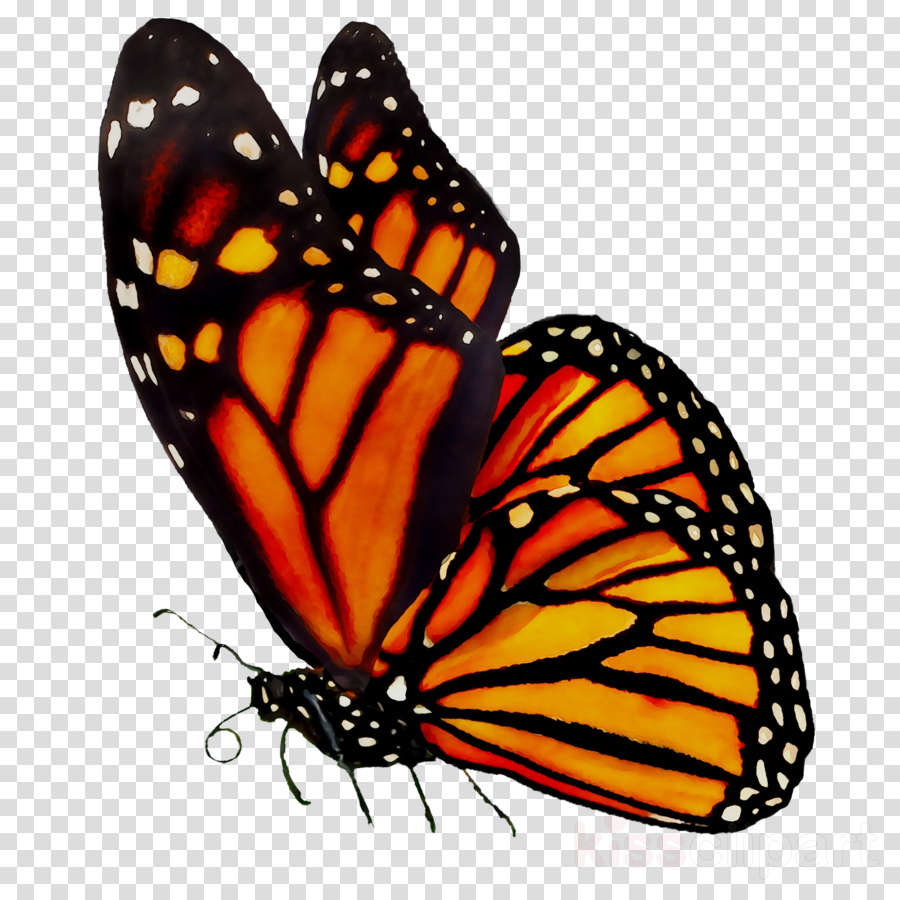 Free Monarch Butterfly Clipart, Download Free Monarch Butterfly Clipart