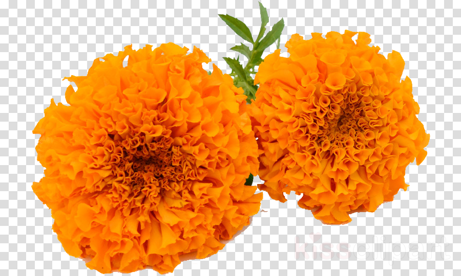 Marigold Flower Png Vector Psd And Clipart With Transparent Images