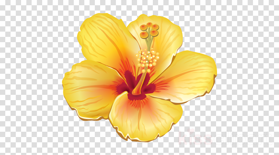 Orange clipart - Flower, Hibiscus, Flowering Plant, transparent 