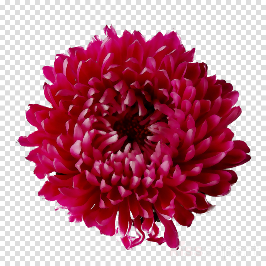 Free Muscle Cliparts Flower Download Free Clip Art Free Clip Art On Clipart Library