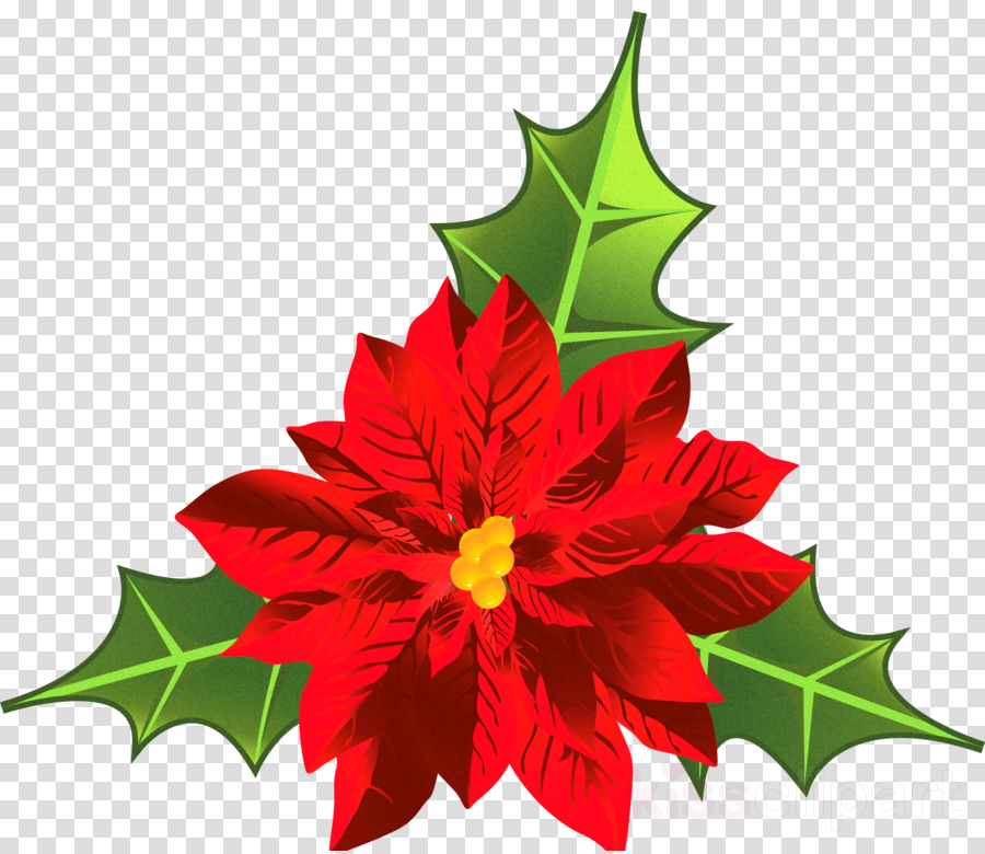 Christmas Poinsettia Clipart clipart - Flower, Leaf, Plant 