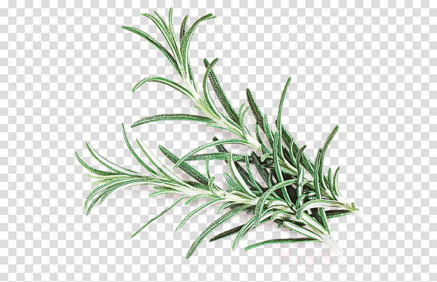 Rosemary clipart - Rosemary, Plant, Grass, transparent clip art.