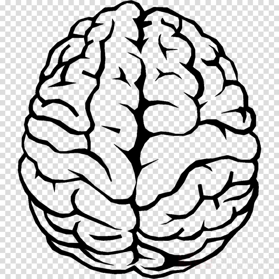 Free Brain Drawing Cliparts, Download Free Brain Drawing Cliparts png