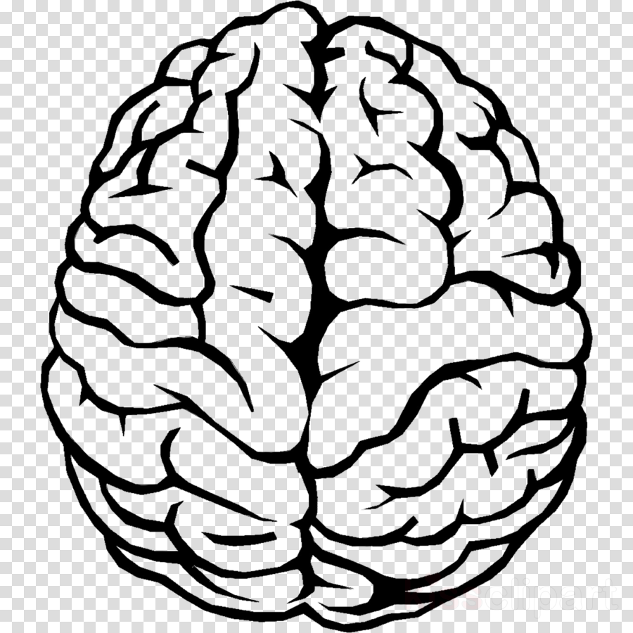 Brain Outline Png Free Logo Image