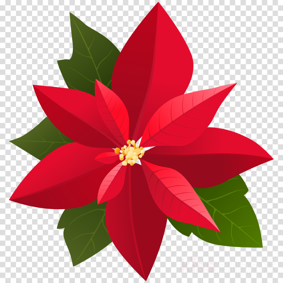 Christmas Poinsettia Clipart clipart - Illustration, Flower, Plant 