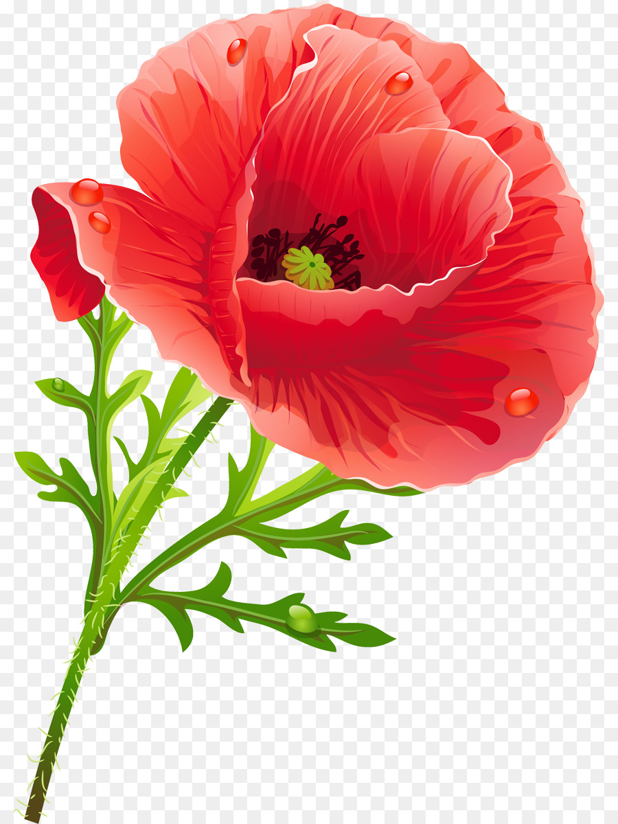 Free Poppy Flower Cliparts, Download Free Poppy Flower Cliparts png