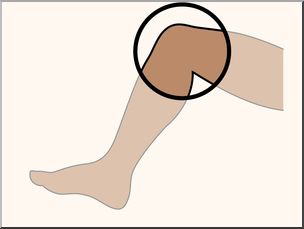 parts of the body knee - Clip Art Library.