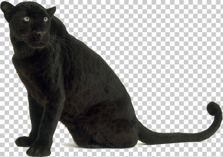 Leopard Black panther Tiger Jaguar Bengal cat, leopard PNG clipart 