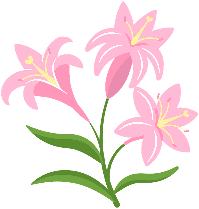 Lilies clipart. Free download. 