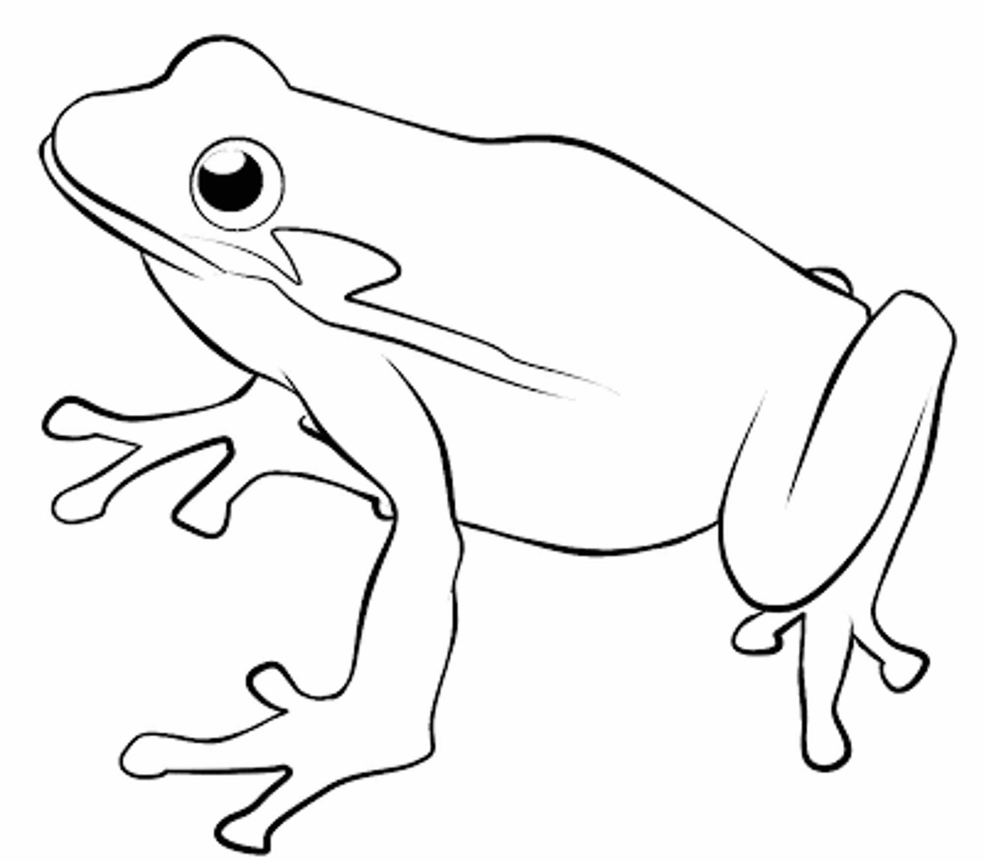 line drawing of a frog - Clip Art Library