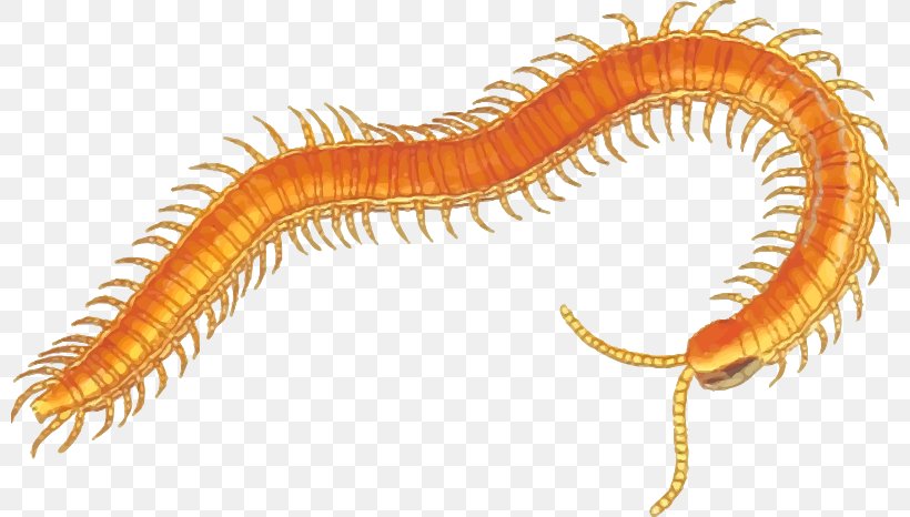 Millipedes And Centipedes A Centipede Clip Art, PNG