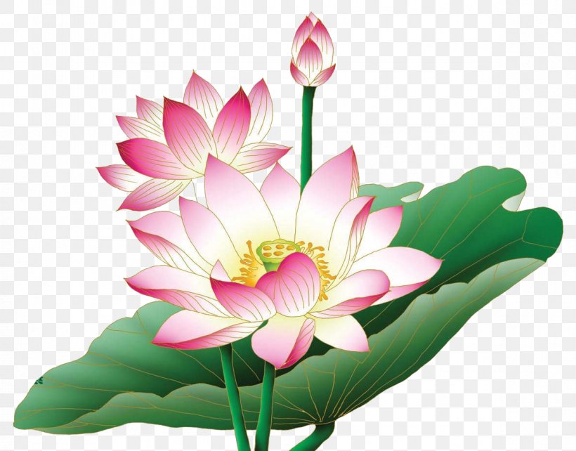 Nelumbo Nucifera Egyptian Lotus Flower Clip Art, PNG