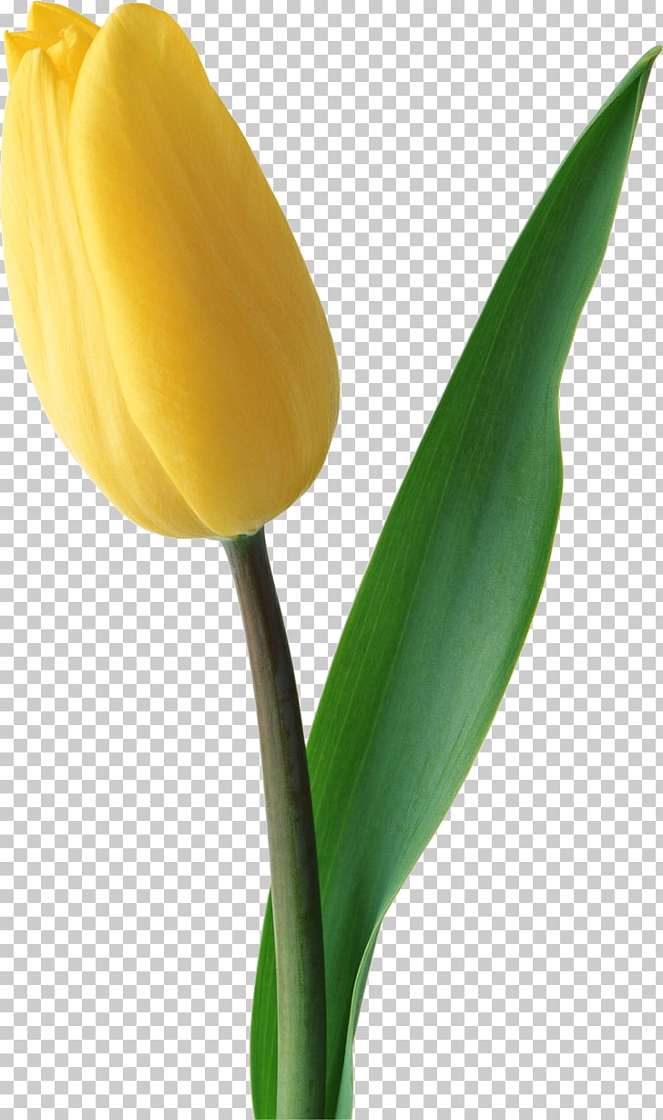 Netherlands Tulip Flower Yellow , Yellow tulip PNG clipart 