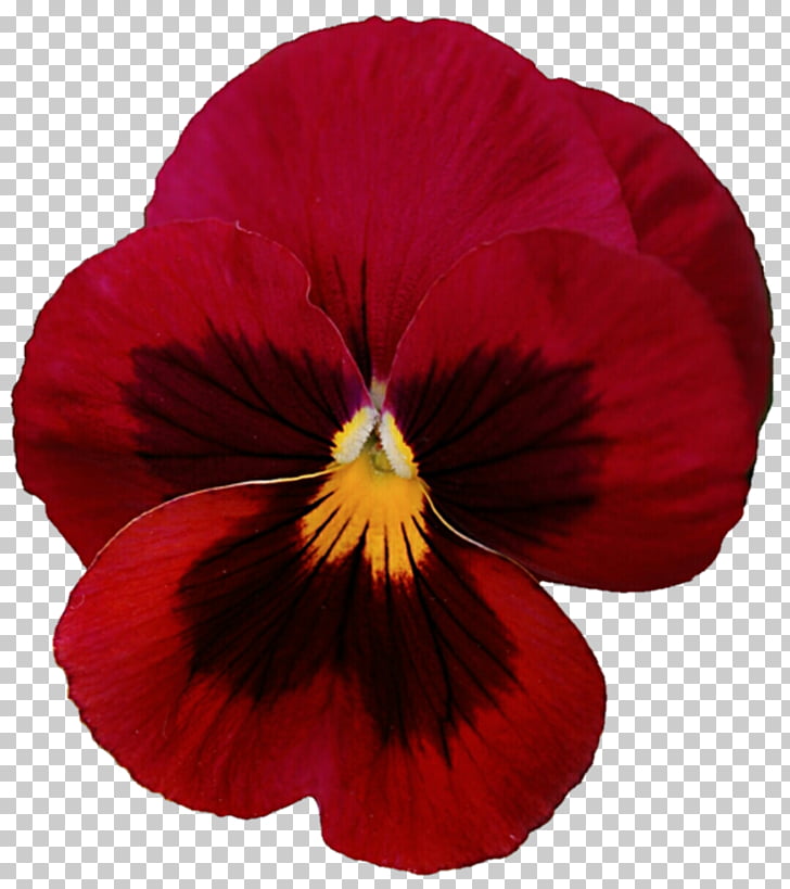 pansy flower clipart - Clip Art Library.