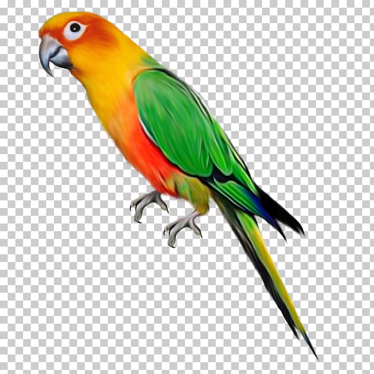 Parrot Bird , parrot PNG clipart | free cliparts 