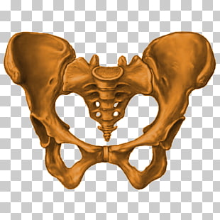 292 pelvis PNG cliparts for free download 