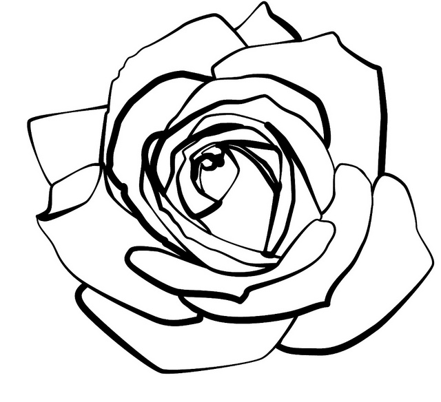 Rose Line Drawing 