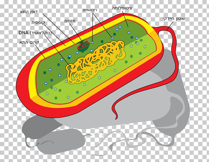 Free Prokaryote Cliparts, Download Free Prokaryote Cliparts png images