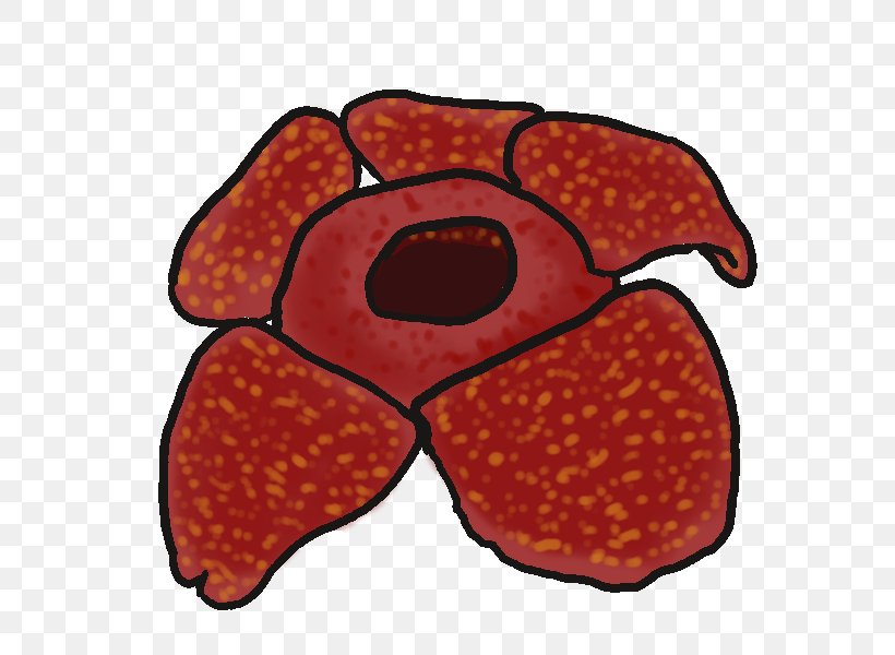 Rafflesia Arnoldii Drawing Rafflesia Cantleyi Clip Art, PNG 