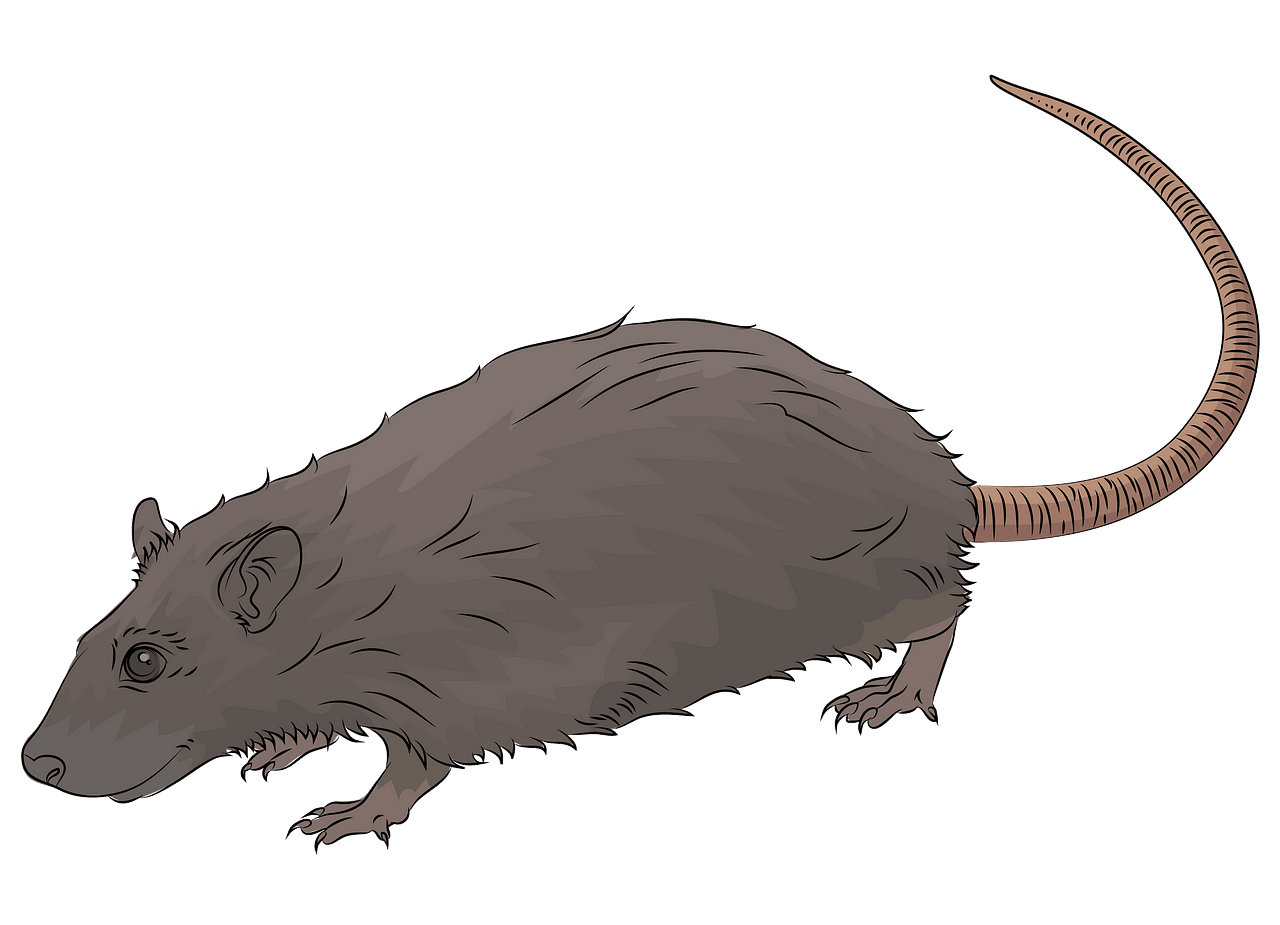 free craft clipart rat