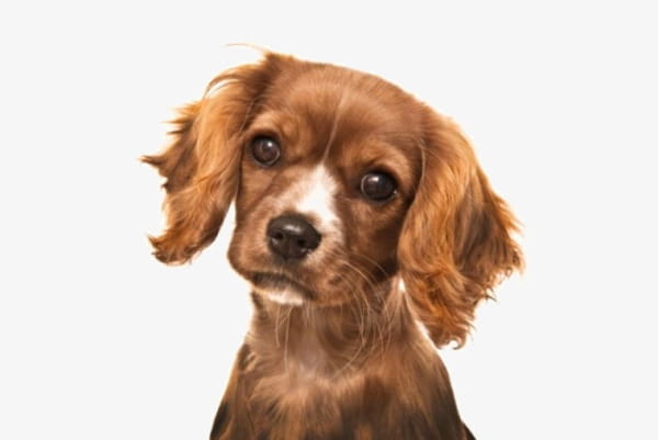 Real long-haired dog PNG clipart | free cliparts 