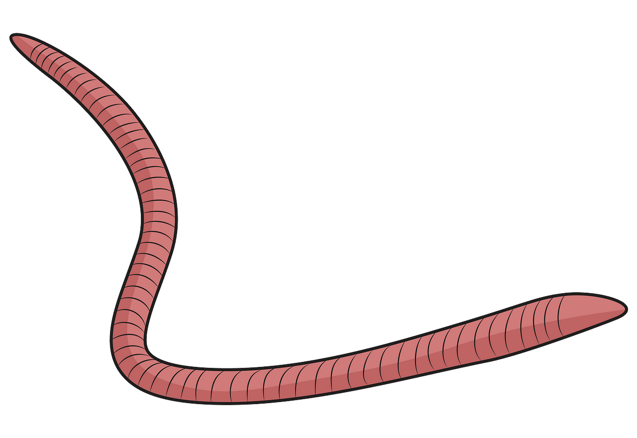 Free Red Worm Cliparts Download Free Red Worm Cliparts Png Images 
