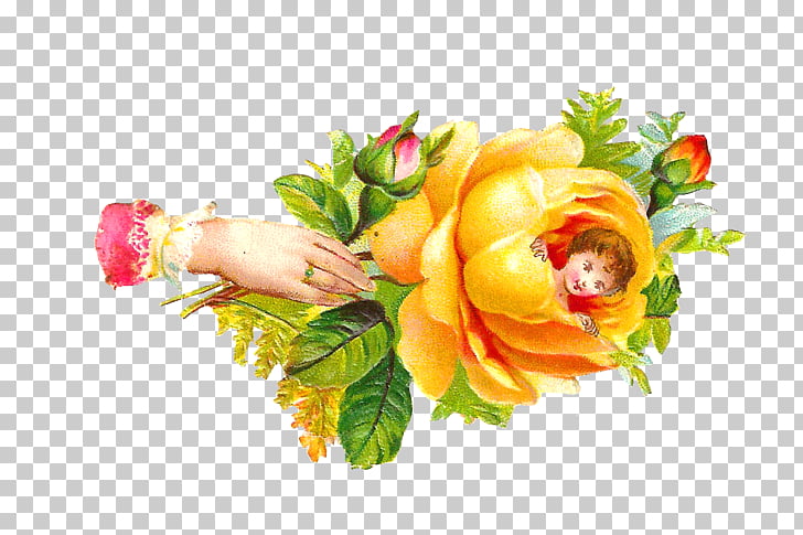 Rose Yellow , Baby Roses s PNG clipart | free cliparts 