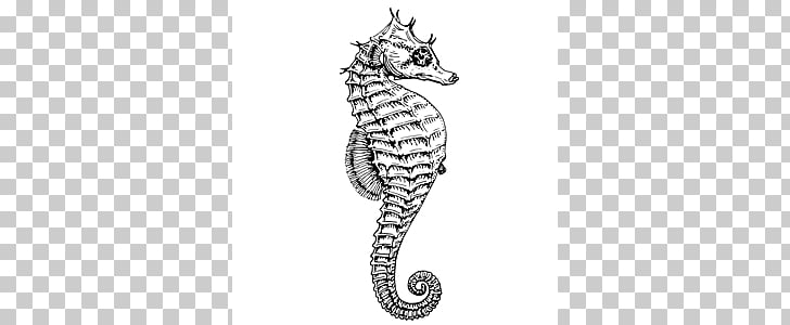 Seahorse , mint seahorse s PNG clipart | free cliparts 