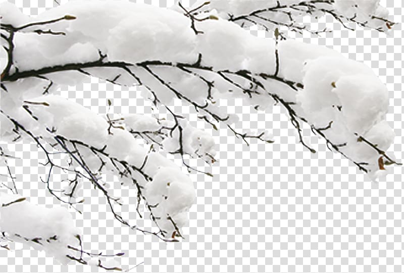 Snow covered tree twigs, Snow Winter Fundal, Snow branches 