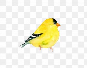 American Goldfinch Images, American Goldfinch Transparent PNG 