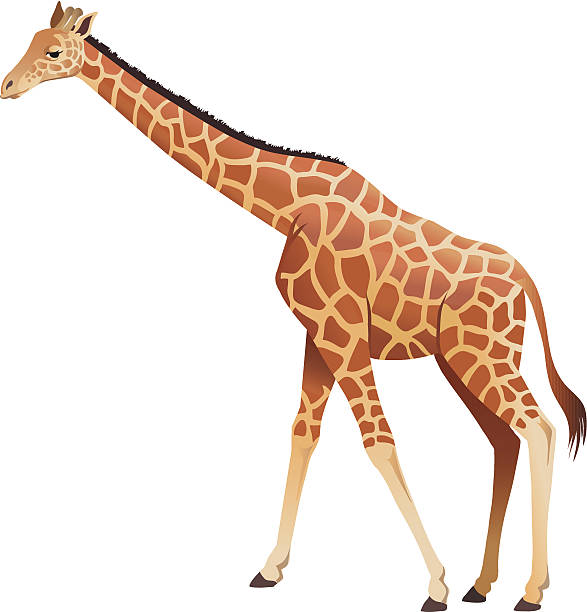 Top Giraffe Clip Art Vector Graphics And Illustrations  