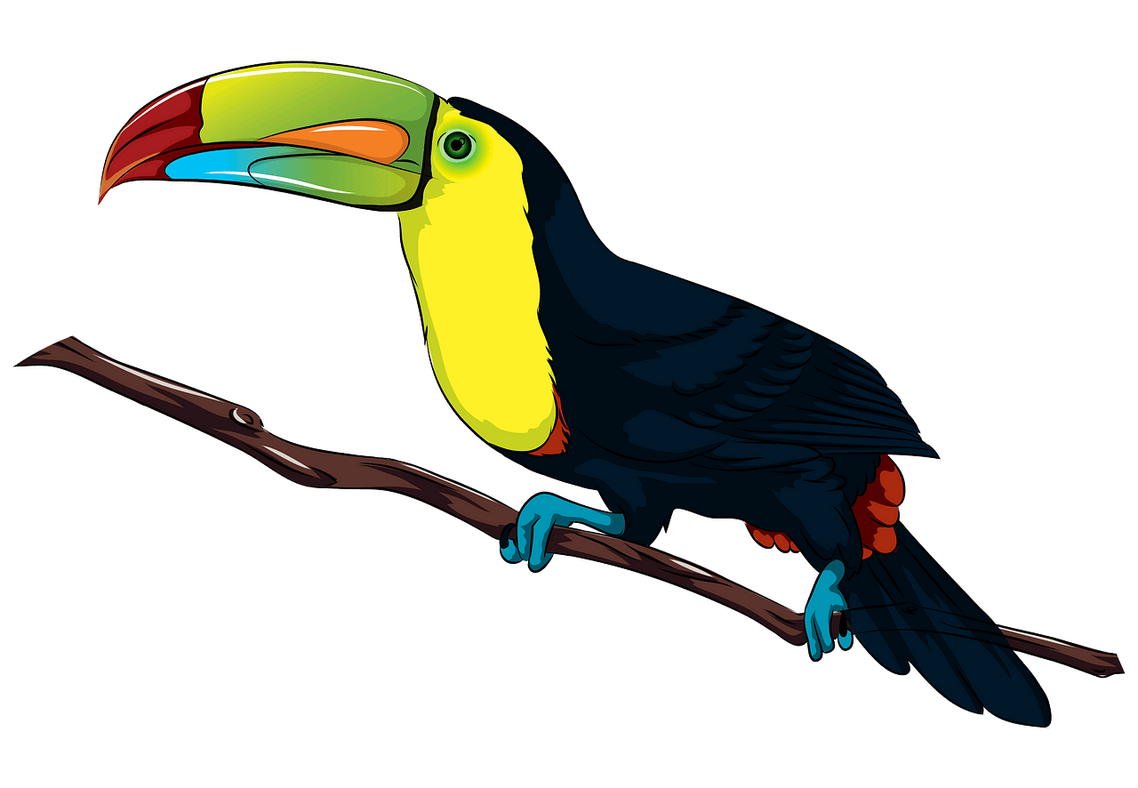 Toucan clipart. Free download. 