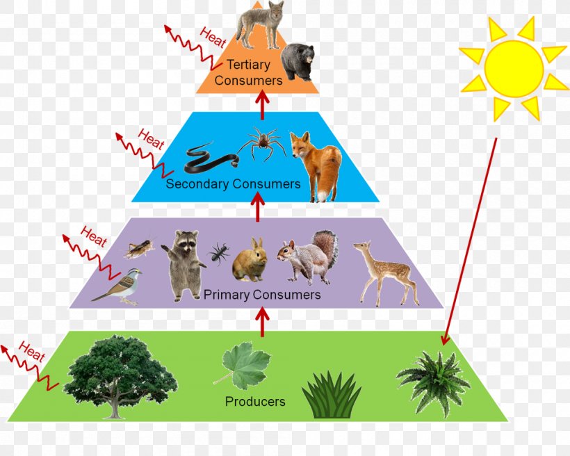 Trophic Level Food Web Food Chain Ecological Pyramid Ecology, PNG 