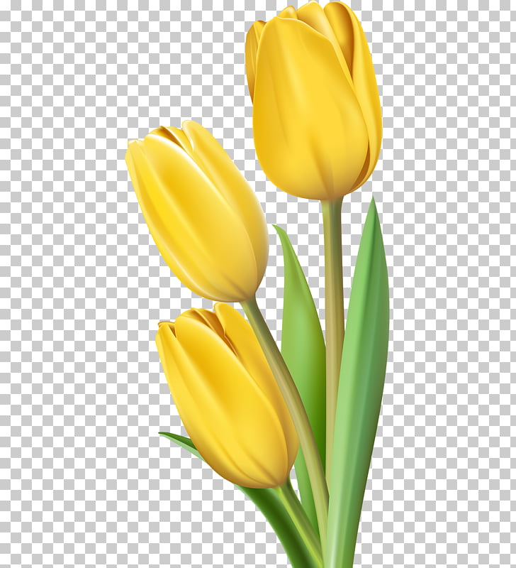 Tulip Flower , Yellow Tulips, three yellow flowers illustration 