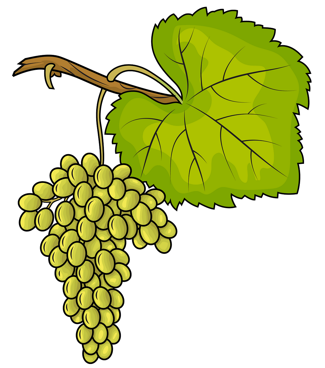 White Grapes clipart. Free download. 