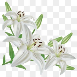 Easter Lily PNG and Easter Lily Transparent Clipart Free Download 