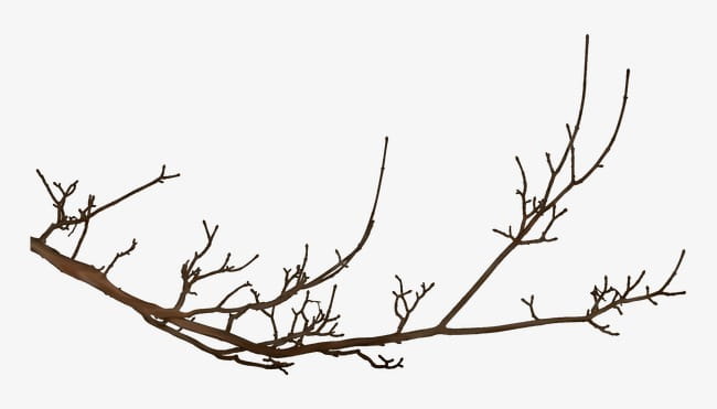 Winter tree branches PNG clipart | free cliparts 