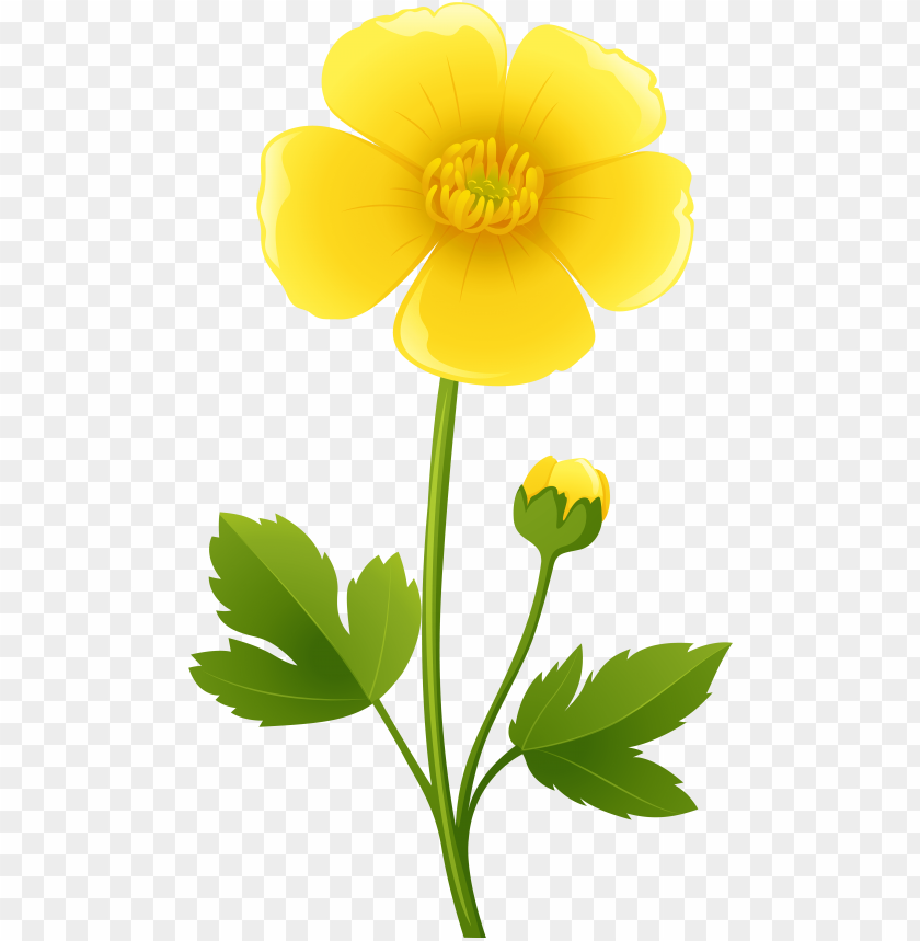 yellow flower transparent png clip art image buttercups 