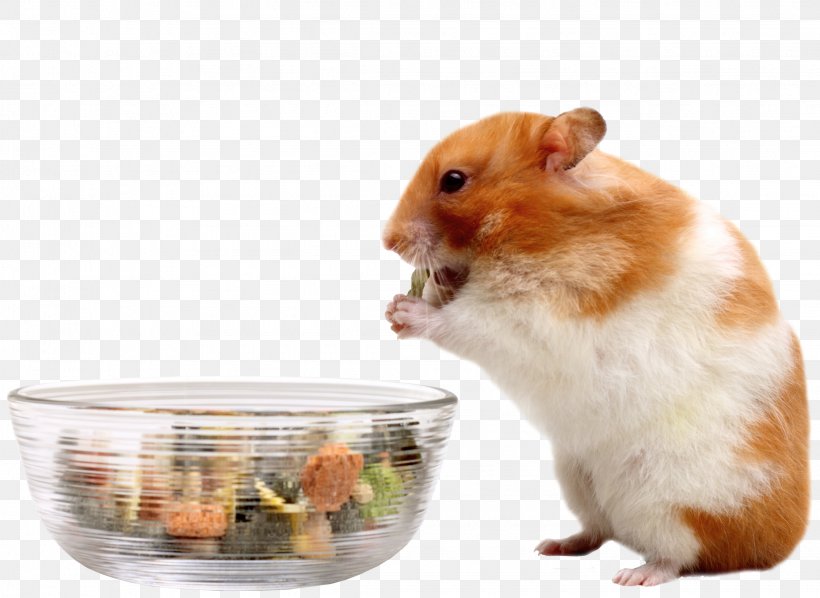 Your Hamster Mouse Eating Food, PNG, Hamster, Cage 