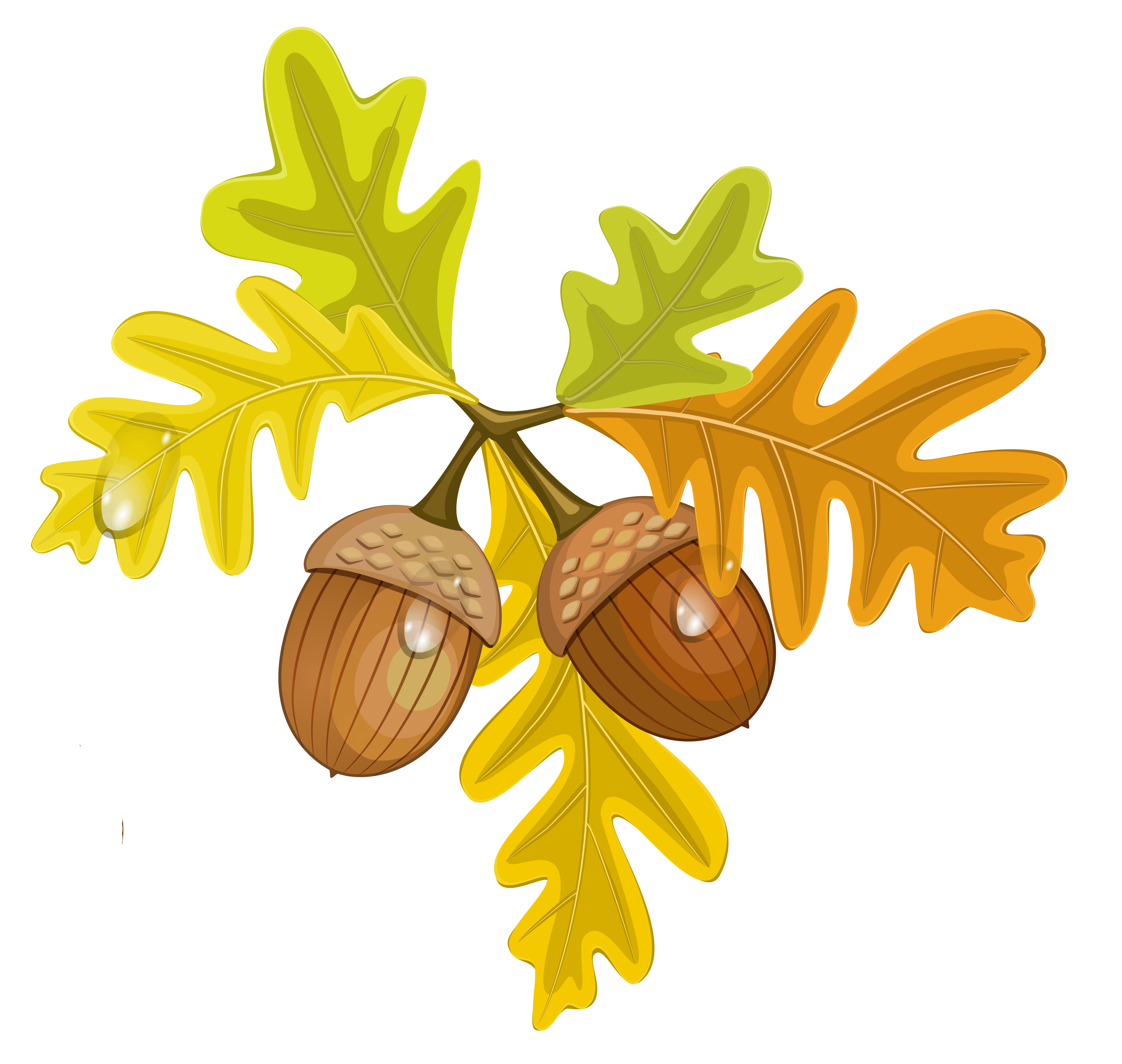 acorn-coloring-page-clip-art-library