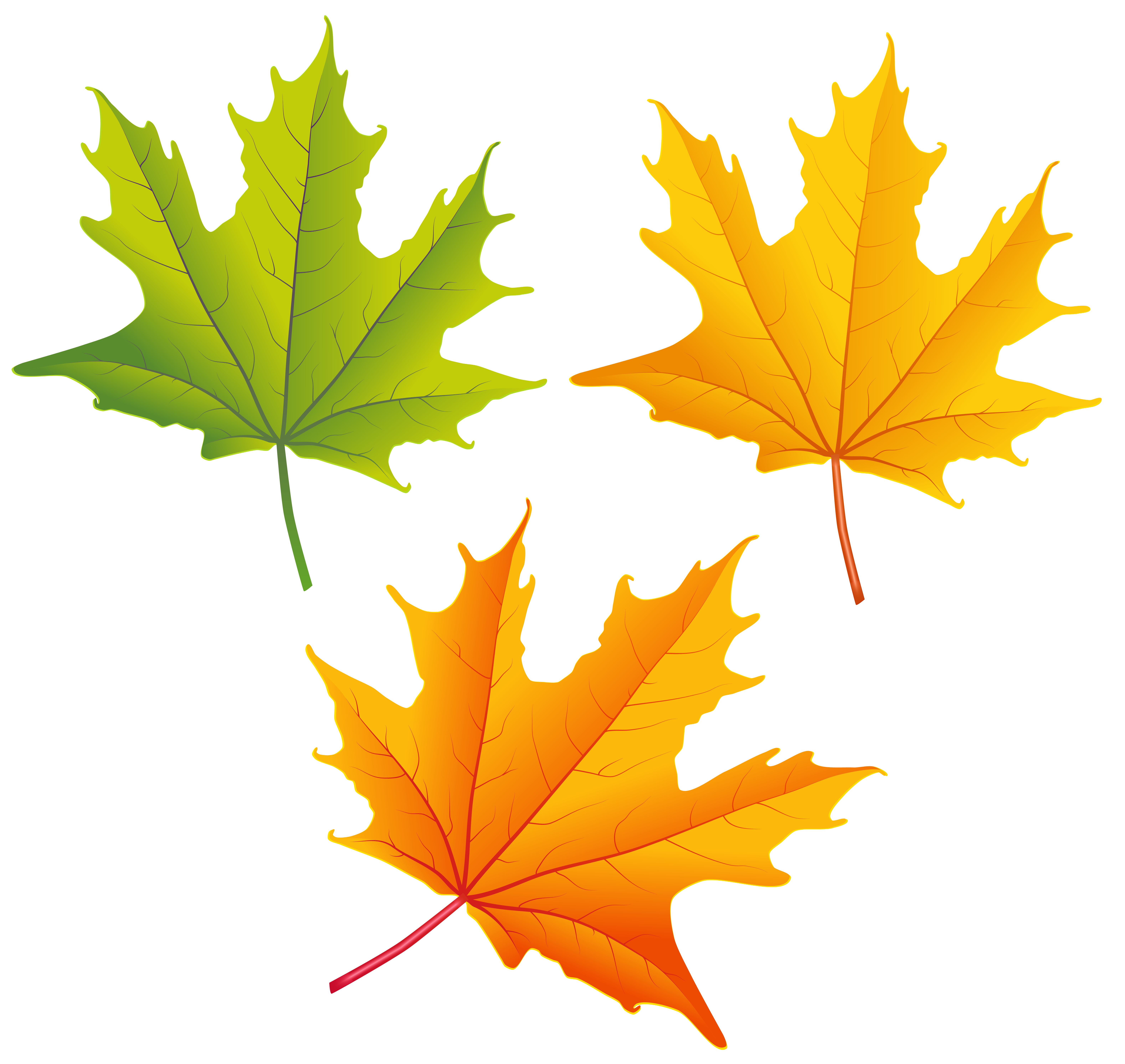 Free Tree Leaves Png Download Free Tree Leaves Png Png Images Free