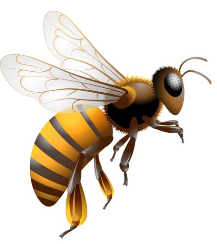 Best  Bee clipart