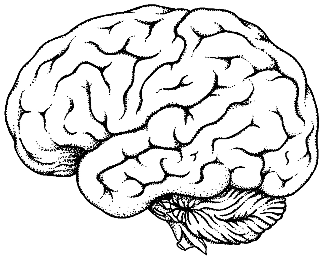 Brain Clipart Drawing 