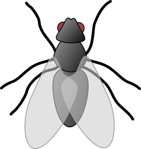 Fly Bug Insect clip art Free vector in Open office drawing svg
