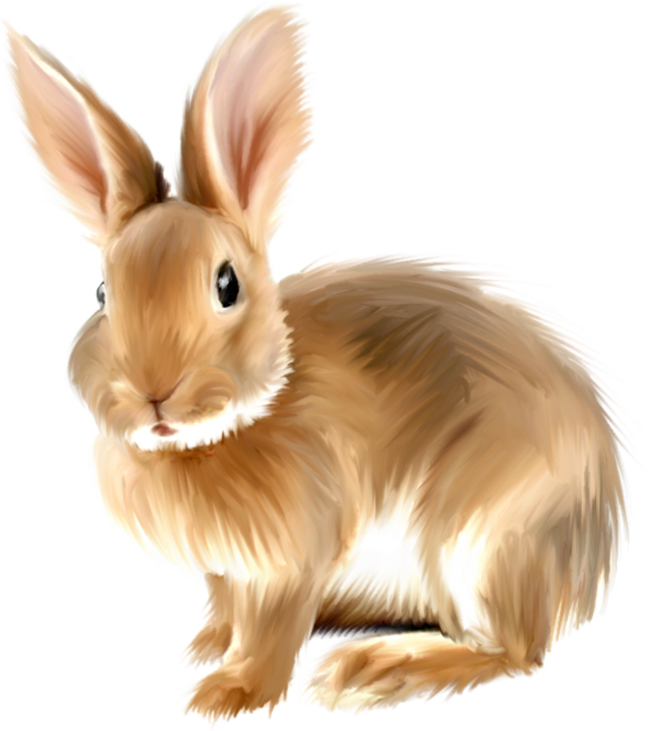 Bunny rabbit pictures clip art  inspiration 