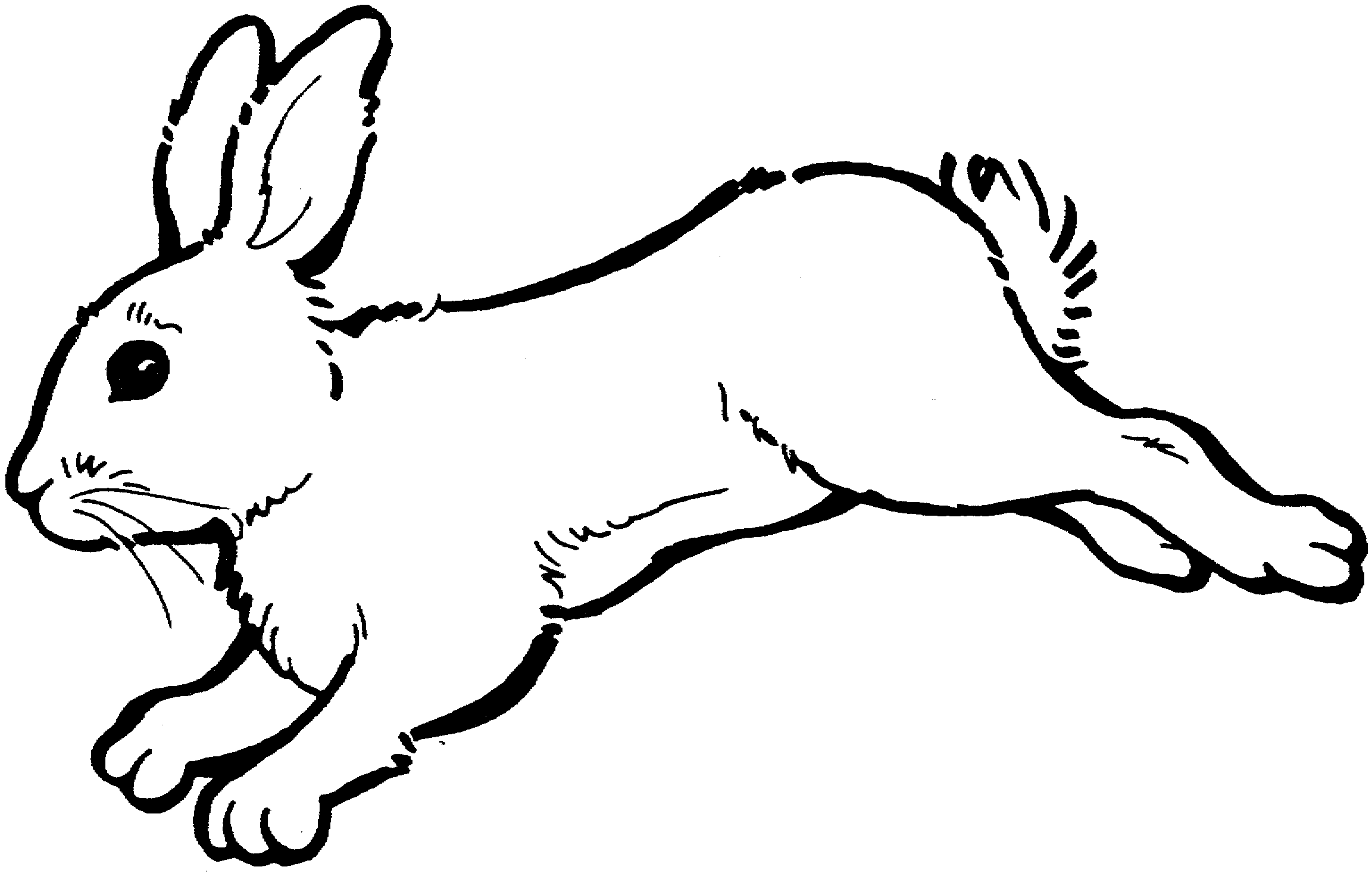 rabbit black and white drawing