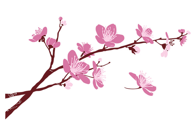 branches of cherry blossom - Clip Art Library