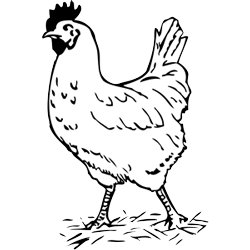 Chicken clipart black and white