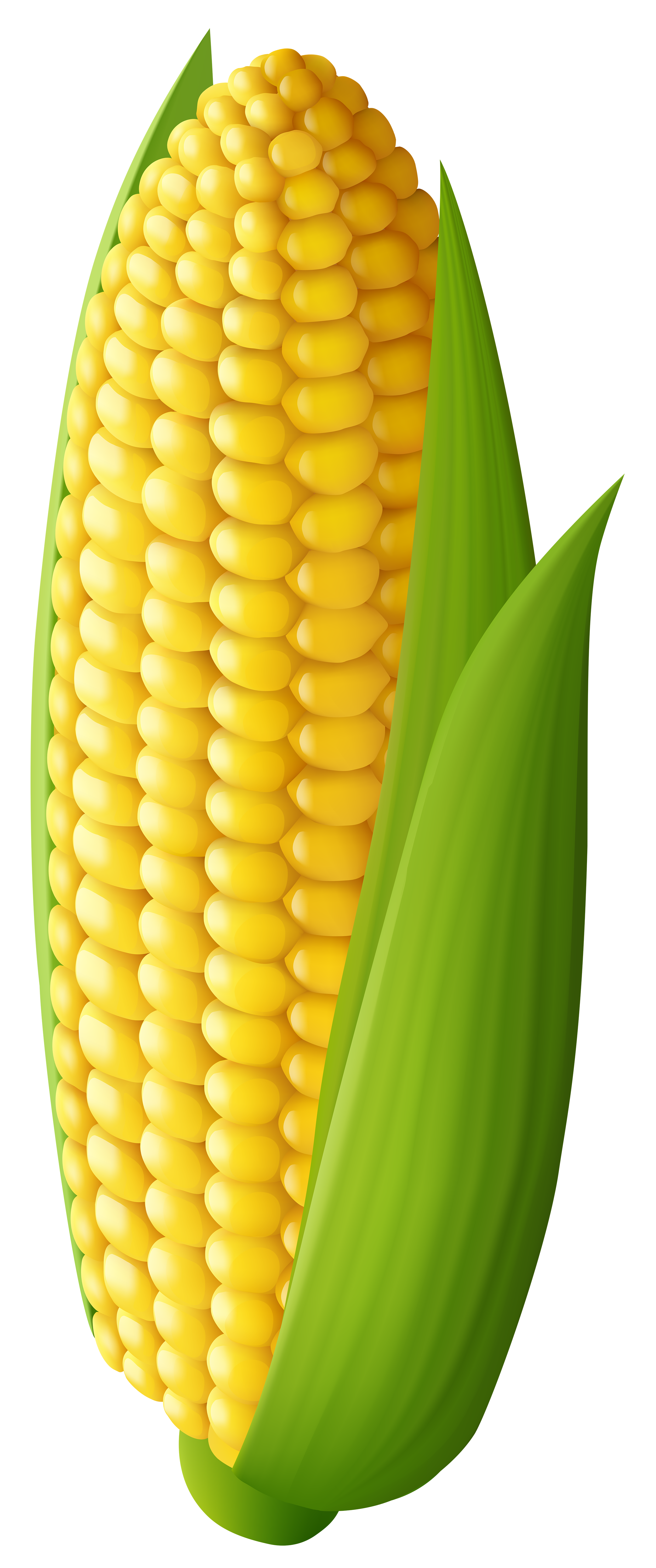 Corn Clip Art – Clipart Free Download_gallery